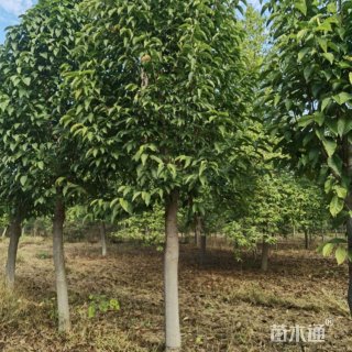 9公分二乔玉兰