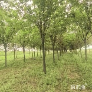 12公分槐树
