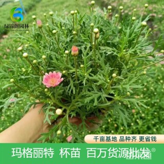 高度30厘米玛格丽特