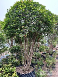 高度23厘米嘉宝果