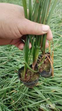 高度25厘米韭兰