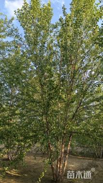 高度500厘米丛生河桦