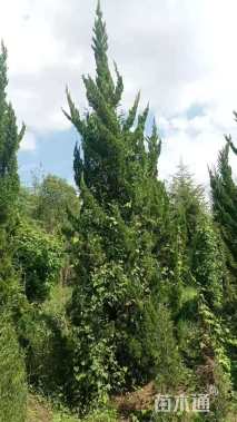 高度400厘米龙柏
