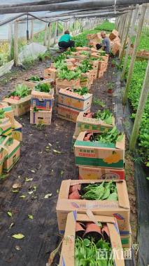 高度30厘米无尽夏绣球