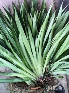 高度50厘米兰花
