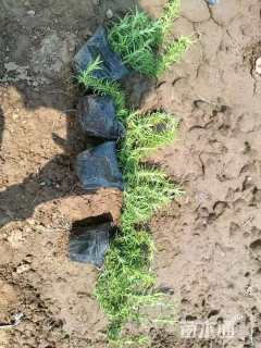 高度20厘米芝樱