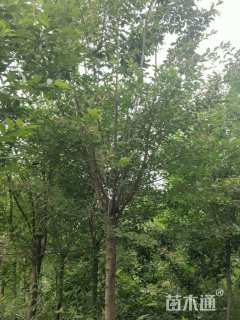 9公分流苏树