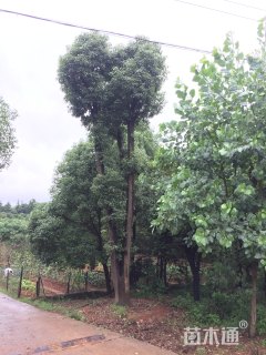 90公分多杆香樟