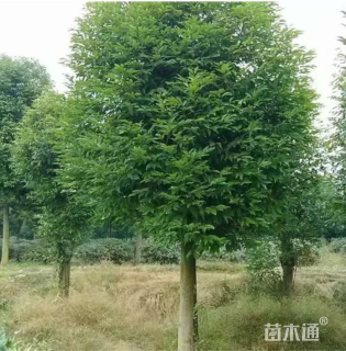 25公分天竺桂