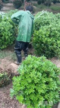 冠幅120厘米海桐球