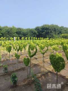 3公分造型亮晶女贞