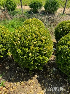 高度80厘米瓜子黄杨