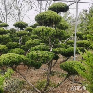 12公分造型龙柏