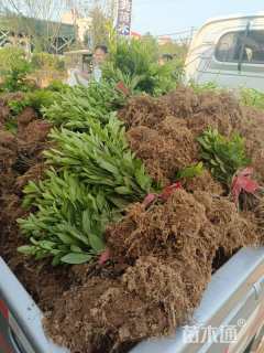 高度20厘米杜鹃