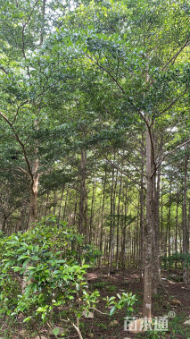 15公分细叶榄仁