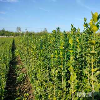 高度220厘米北海道黄杨