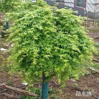 18公分流泉红枫