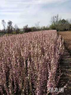 高度200厘米丛生榆叶梅