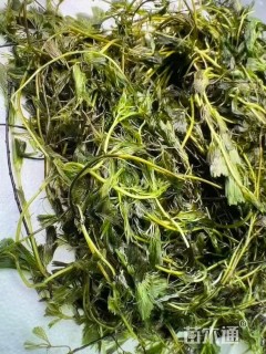 高度50厘米水禾