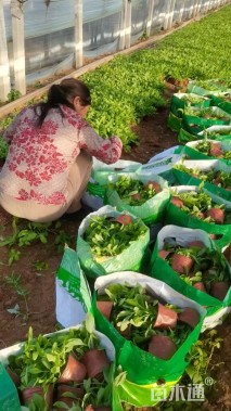 高度20厘米天蓝鼠尾草