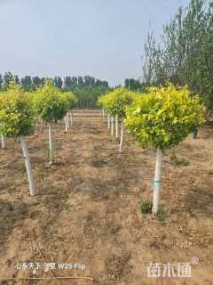 12公分金叶丝棉木