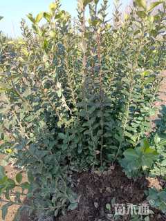 高度40厘米卫矛