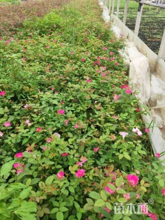 高度20厘米丰花月季