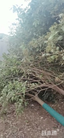 14公分大叶女贞