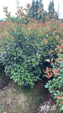 高度150厘米红叶石楠柱