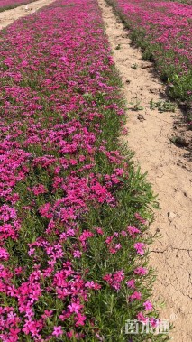 高度15厘米丛生福禄考