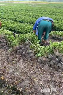 高度20厘米紫鹃