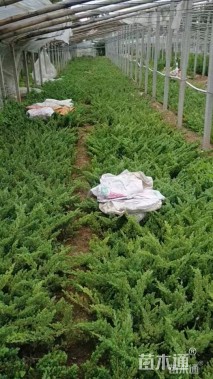 高度20厘米匍地柏