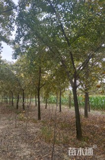 21公分嫁接银杏