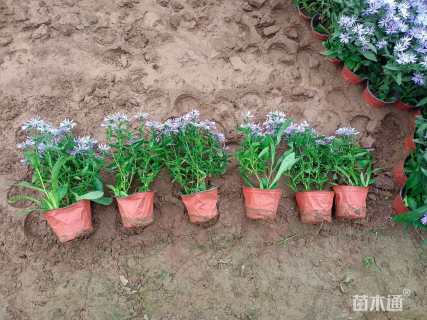 高度20厘米紫菀