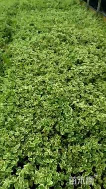 高度50厘米花叶蔓长春