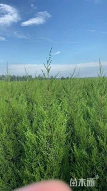 高度140厘米塔柏