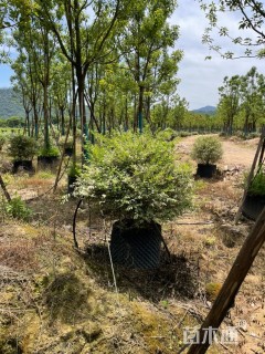 高度100厘米花叶女贞球