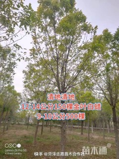 12公分金叶白蜡