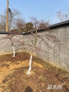 高度100厘米羽毛枫