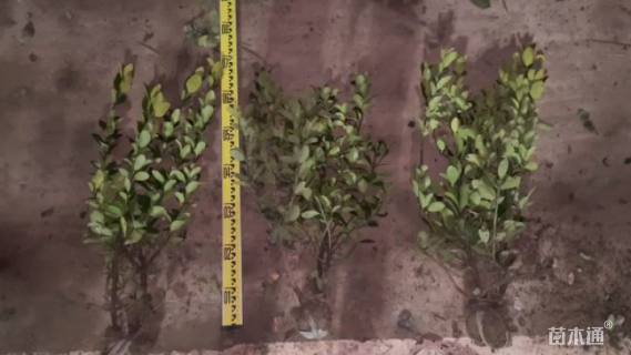 高度40厘米瓜子黄杨