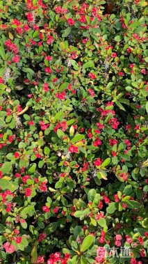 高度15厘米虎刺梅