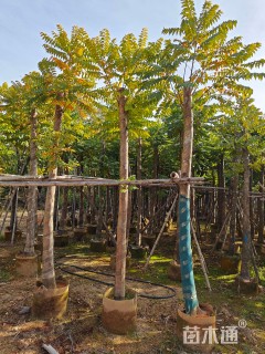 12公分麻楝