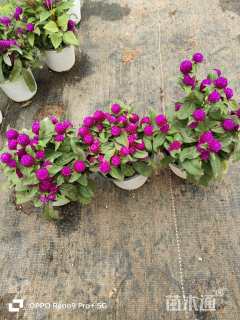 高度15厘米千日红