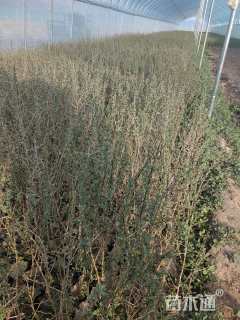 高度50厘米沙棘小苗