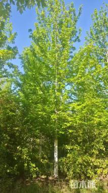 21公分美国红枫