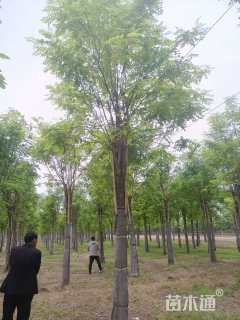 15公分红花洋槐