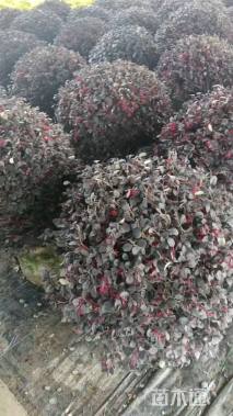 冠幅1厘米红花继木球