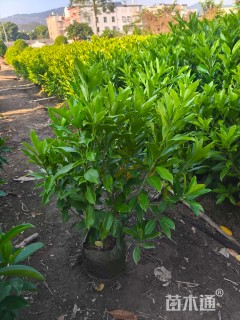 高度90厘米非洲茉莉