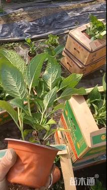 高度15厘米绣球