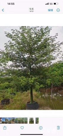 12公分木棉